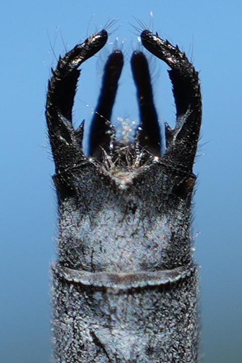 Photo of Sweetflag Spreadwing