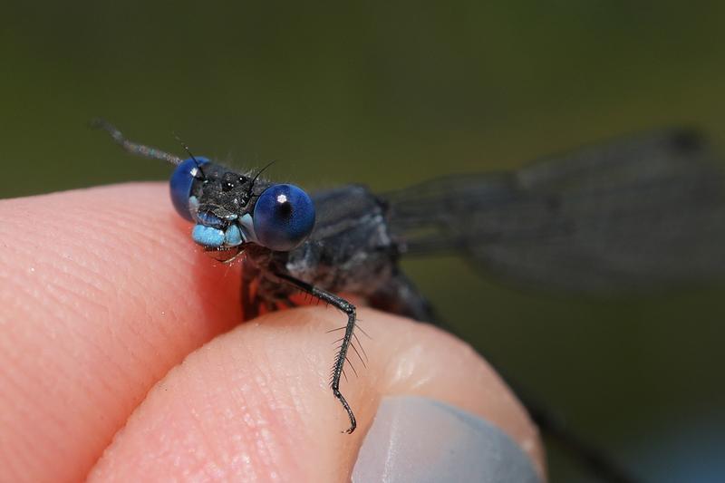 Photo of Sweetflag Spreadwing