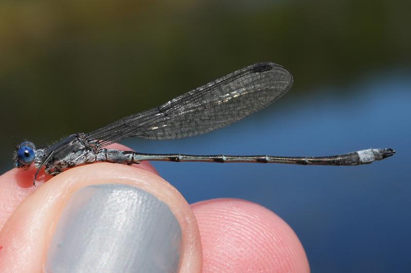 Photo of Sweetflag Spreadwing
