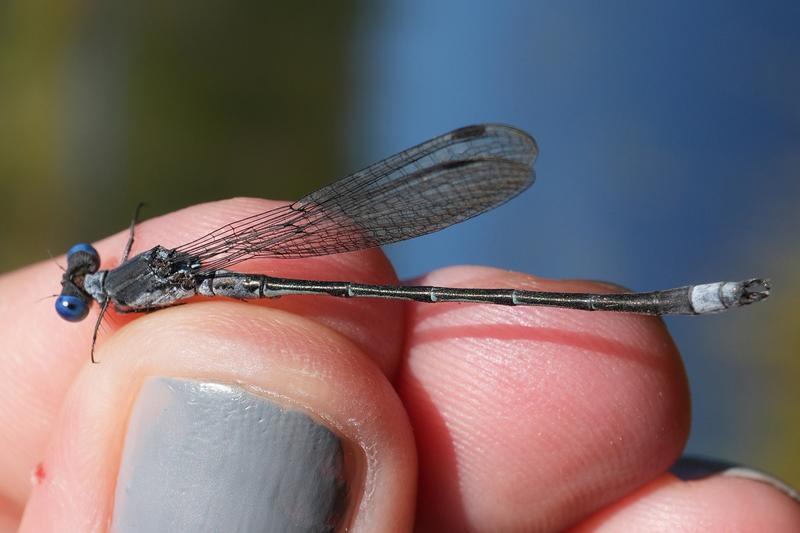 Photo of Sweetflag Spreadwing