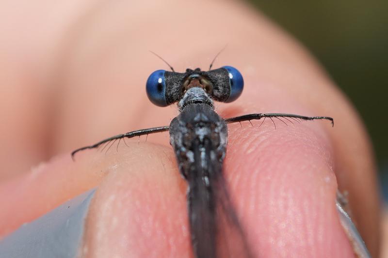 Photo of Sweetflag Spreadwing