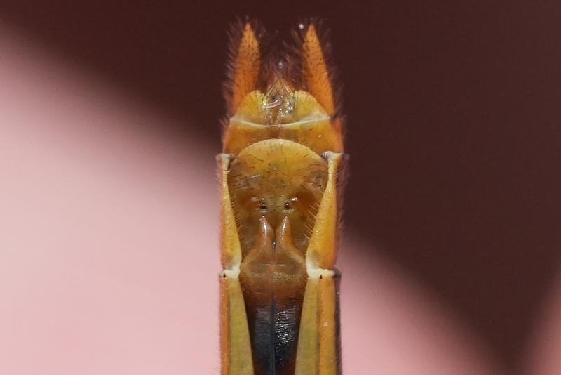 Photo of Cherry-faced Meadowhawk