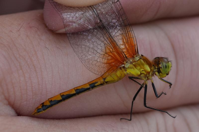 Photo of Cherry-faced Meadowhawk