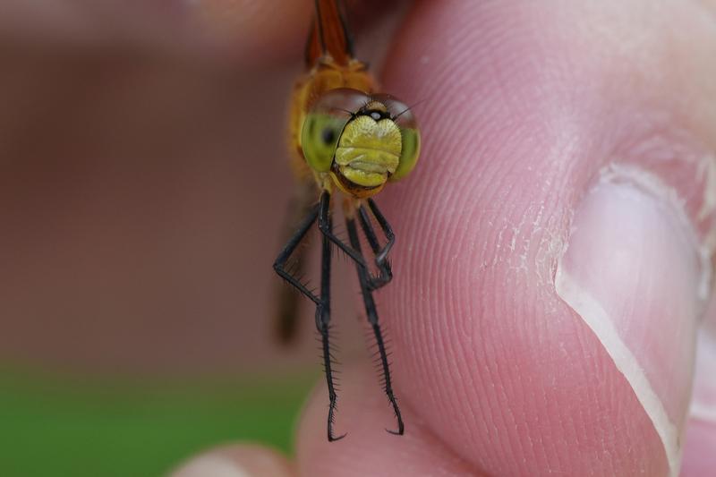 Photo of Cherry-faced Meadowhawk