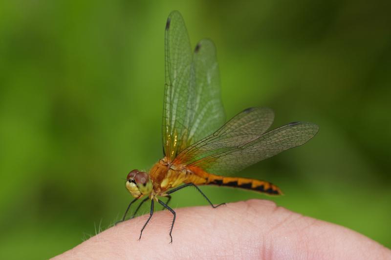 Photo of Cherry-faced Meadowhawk