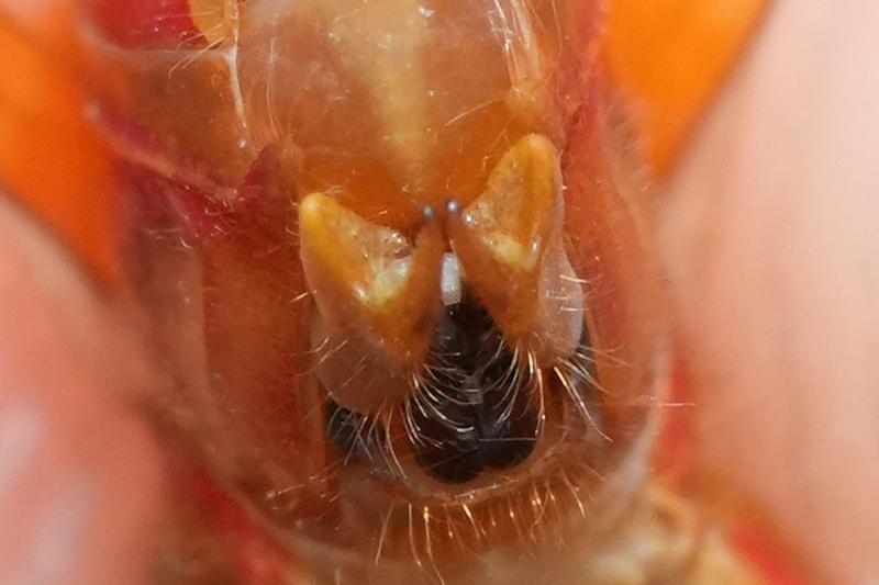 Photo of Ruby Meadowhawk