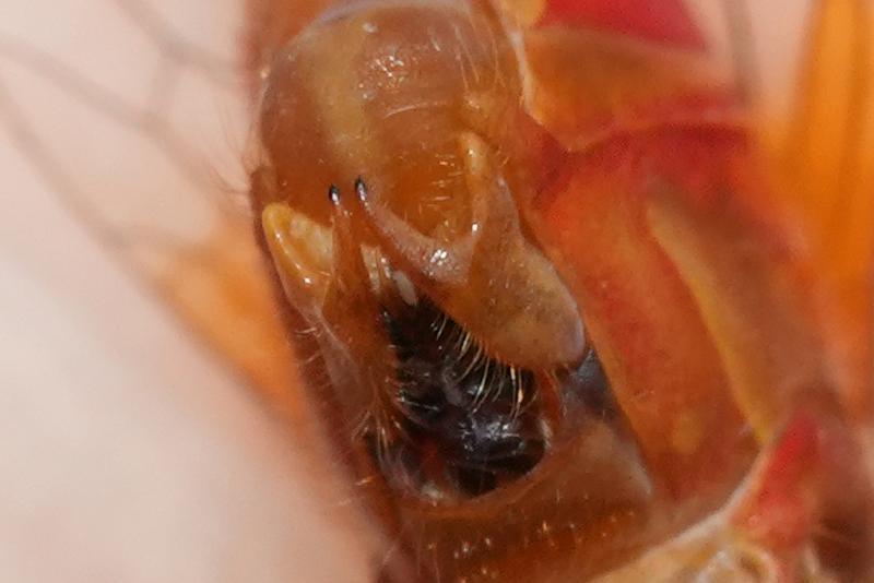Photo of Ruby Meadowhawk