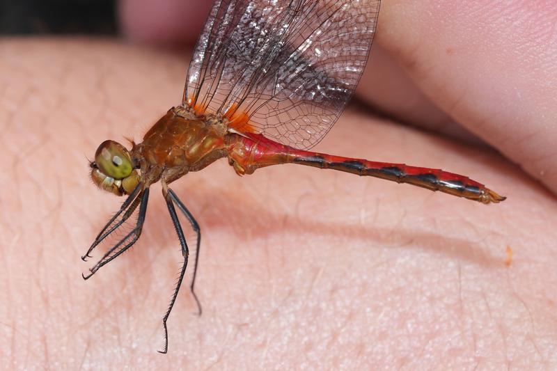 Photo of Ruby Meadowhawk