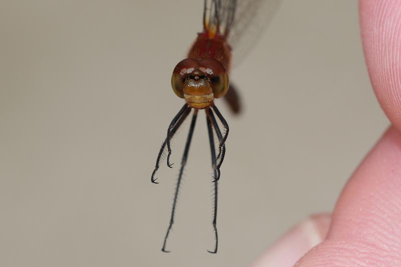 Photo of Ruby Meadowhawk