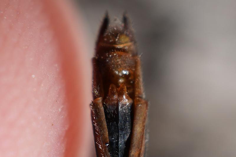 Photo of Ruby Meadowhawk