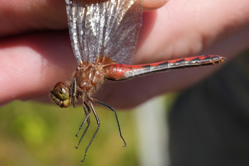 Photo of Ruby Meadowhawk