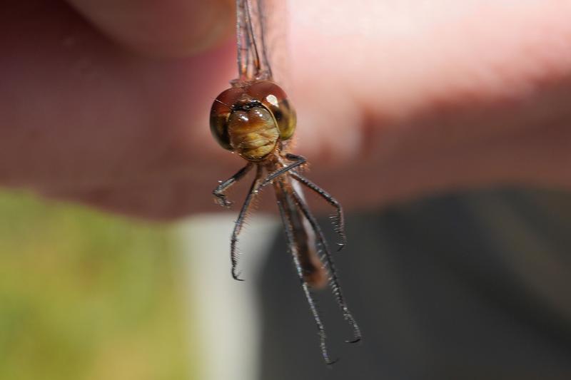 Photo of Ruby Meadowhawk