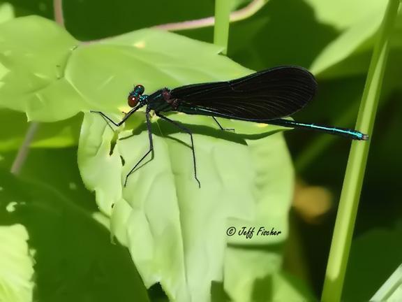 Photo of Ebony Jewelwing