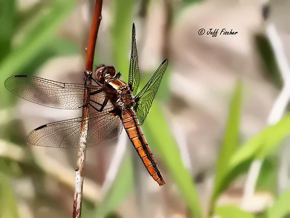 Photo of Chalk-fronted Corporal
