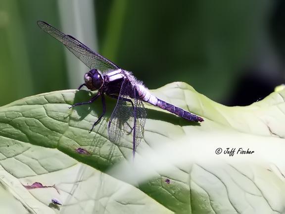 Photo of Chalk-fronted Corporal