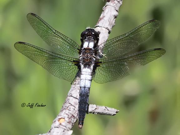 Photo of Chalk-fronted Corporal