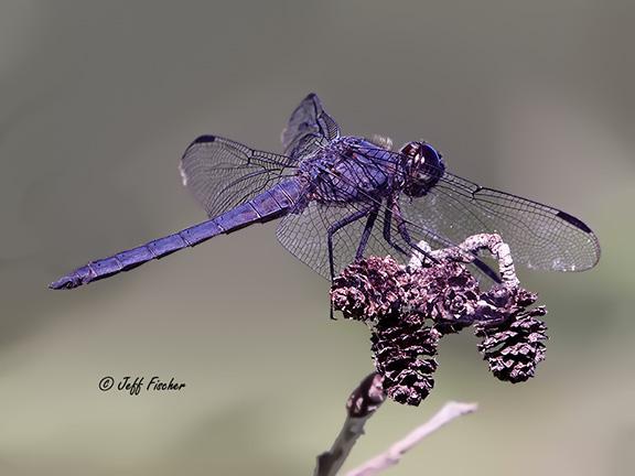 Photo of Slaty Skimmer