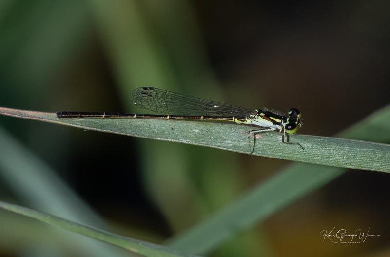 Photo of Fragile Forktail