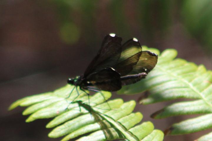 Photo of Ebony Jewelwing