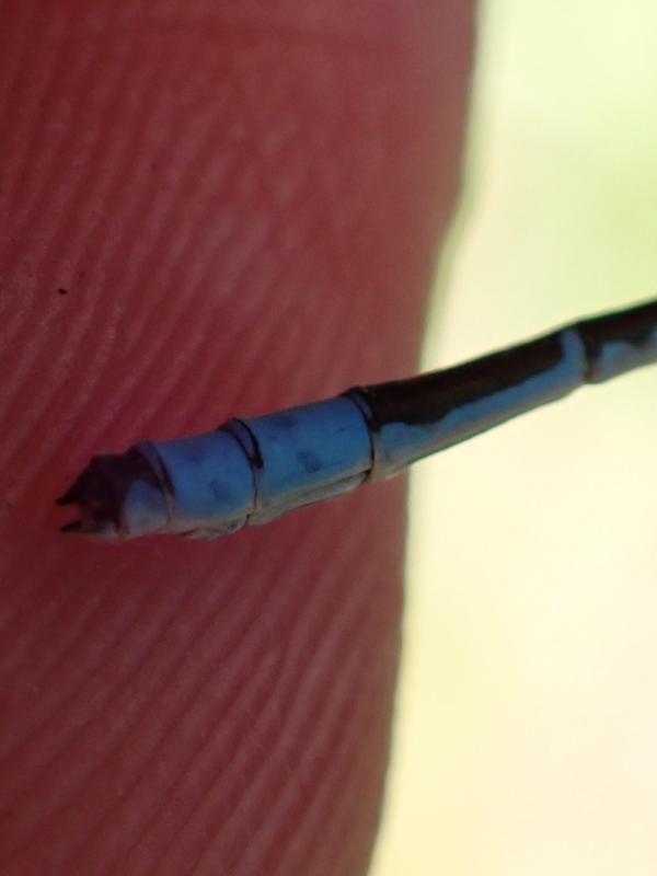 Photo of Hagen's Bluet