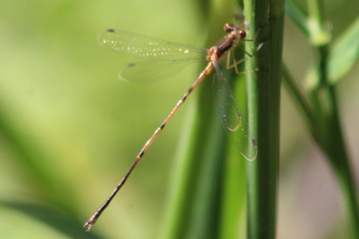 Photo of Slender Spreadwing