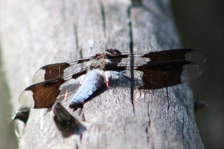 Photo of Common Whitetail