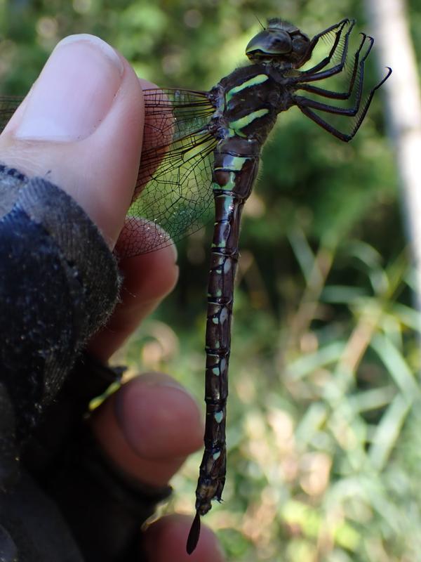 Photo of Shadow Darner