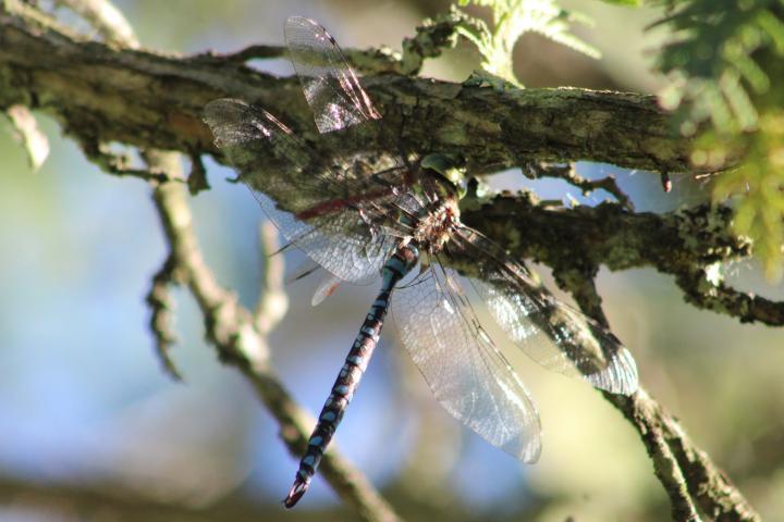 Photo of Lance-tipped Darner