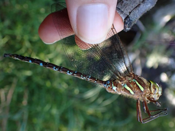 Photo of Shadow Darner