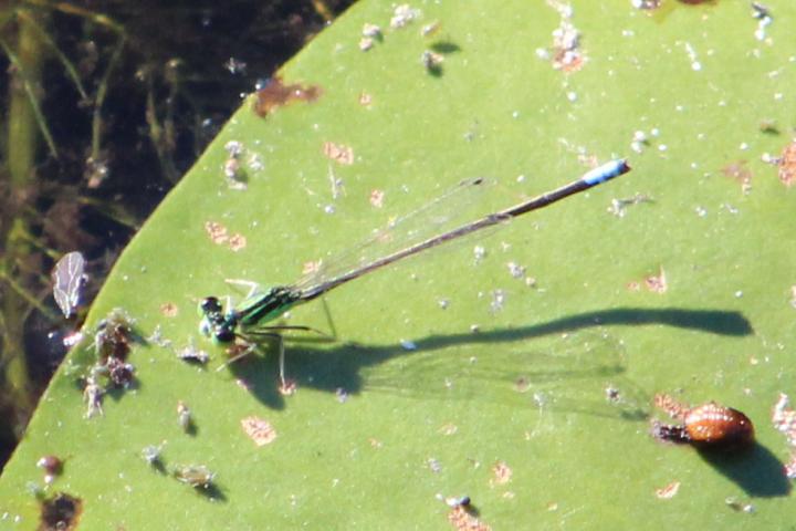 Photo of Eastern Forktail