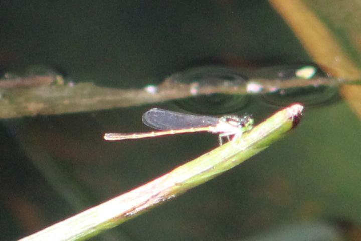 Photo of Fragile Forktail