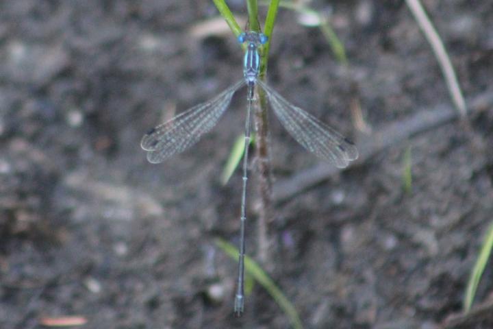 Photo of Slender Spreadwing