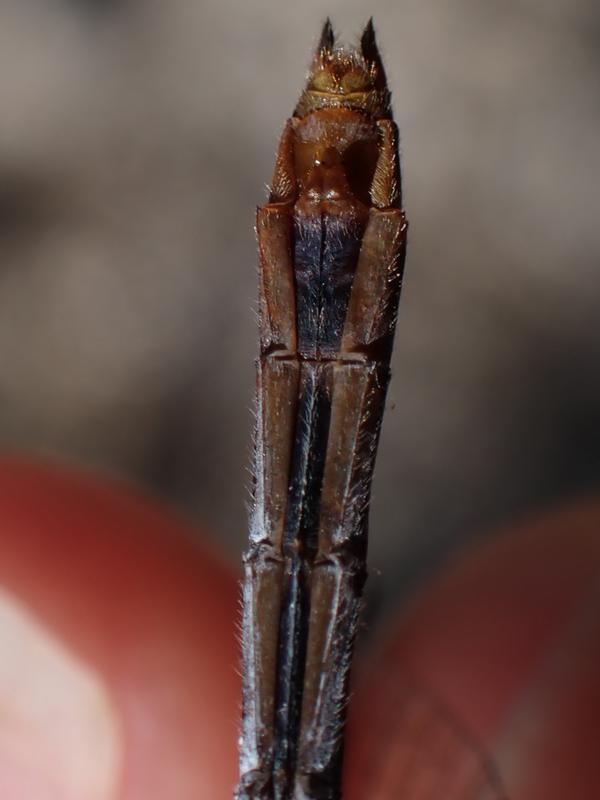 Photo of Ruby Meadowhawk