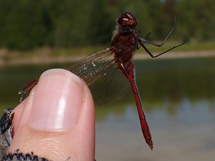Photo of Saffron-winged Meadowhawk