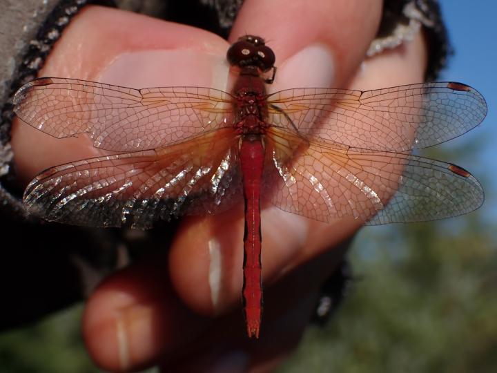 Photo of Cherry-faced Meadowhawk