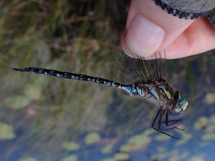 Photo of Canada Darner