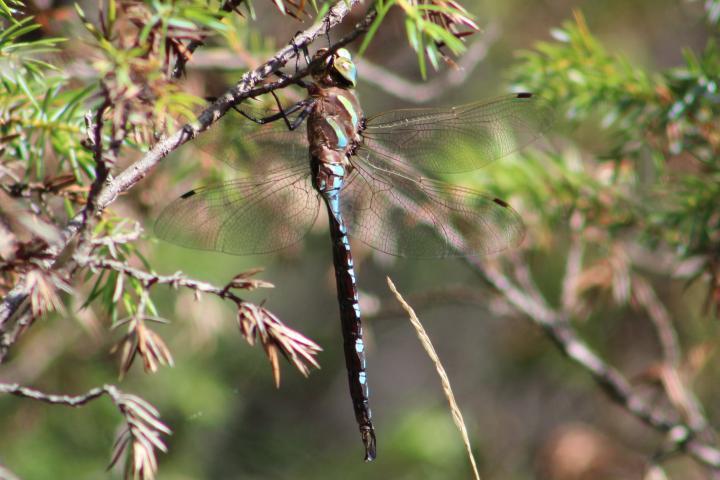 Photo of Lance-tipped Darner