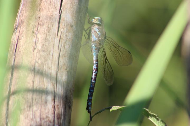 Photo of Canada Darner