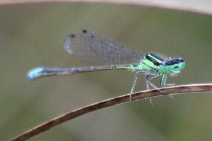 Photo of Eastern Forktail