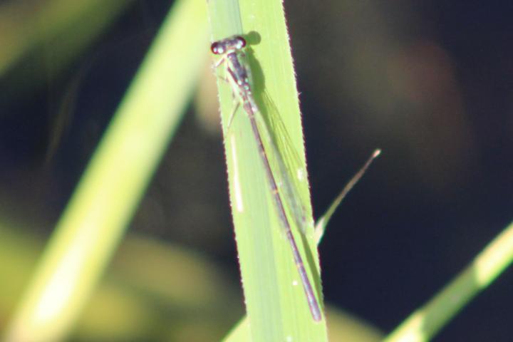 Photo of Fragile Forktail
