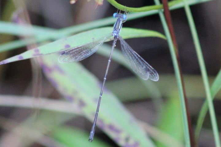 Photo of Slender Spreadwing