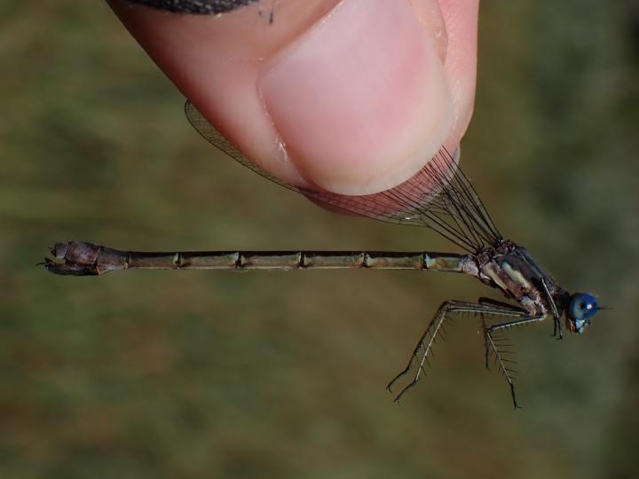 Photo of Sweetflag Spreadwing