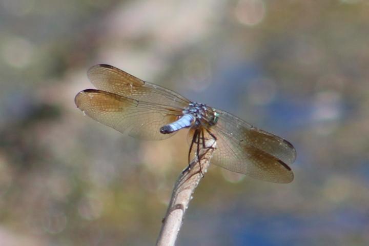 Photo of Blue Dasher