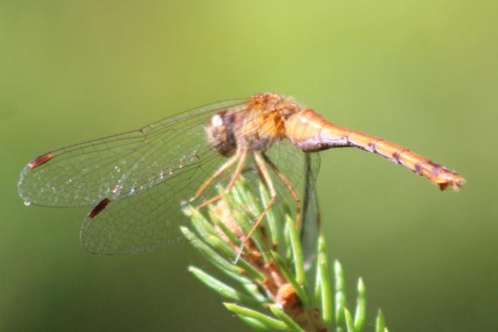 Photo of Autumn Meadowhawk