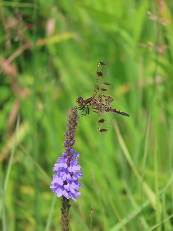 Photo of Calico Pennant