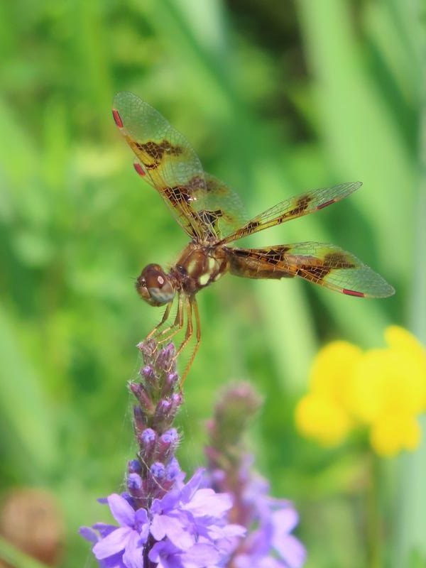 Photo of Eastern Amberwing