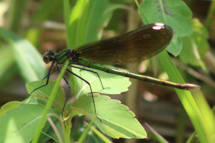 Photo of Ebony Jewelwing