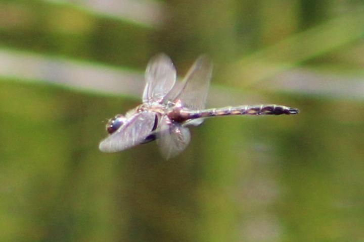 Photo of Beaverpond Baskettail