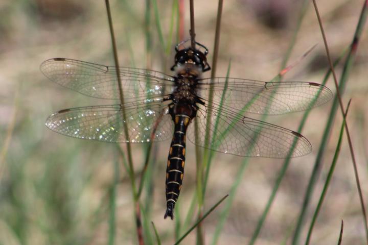 Photo of Common Baskettail