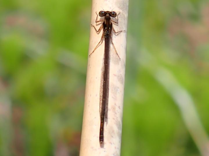 Photo of Fragile Forktail